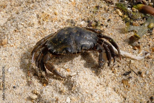 Crabe sur le sable d'une plage en Bretagne