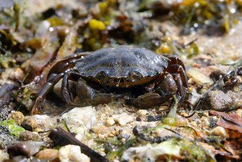 Crabe sur le sable d'une plage en Bretagne