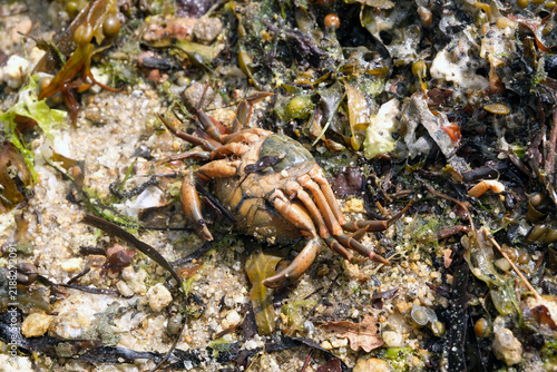 Crabe mort sur le sable d'une plage en Bretagne