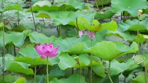 Pink lotus flowers and green leaves swaying gently in a lotus pond on a sunny day.