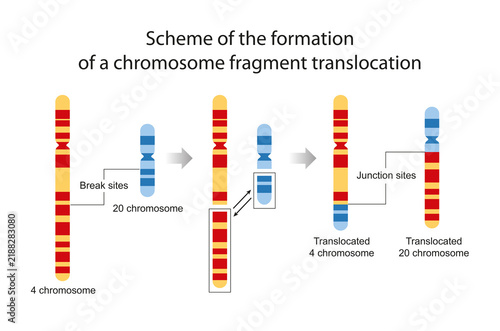 Schematic of chromosomal fragment translocation