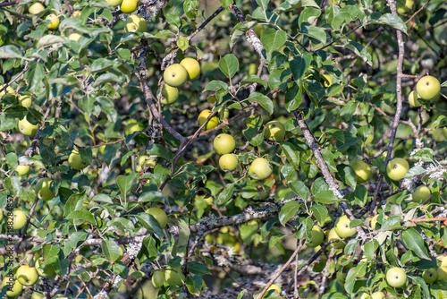 Fototapeta Pommier, en gros plan, chargé de pommes vertes