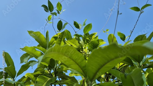 Tropical Green Leaves Blowing in the Wind Against a Clear Blue Sky Background