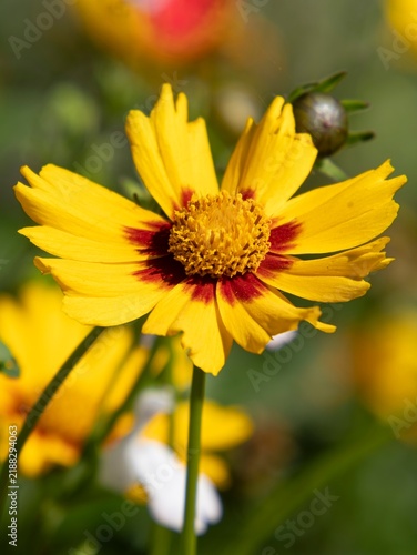 Фотография Vibrant yellow petals frame a bold red center