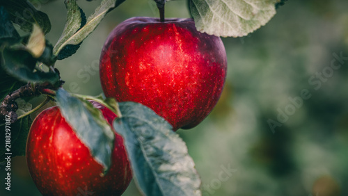 Red apples on tree ready to be harvested. Ripe red apple fruits in an apple orchard.
