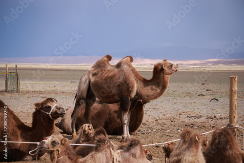 Cammelli battriani nella steppa arida della Mongolia