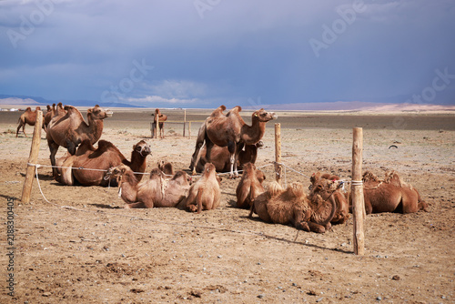 Cammelli battriani nella steppa arida della Mongolia