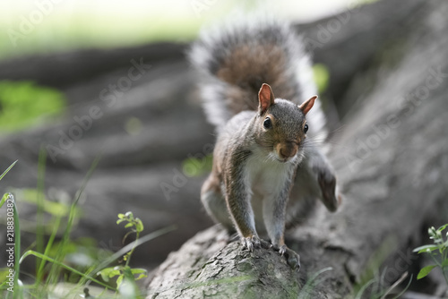 Gray squirrel climbing on a fallen log