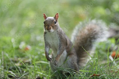 Gray squirrel standing in grass in Central Park