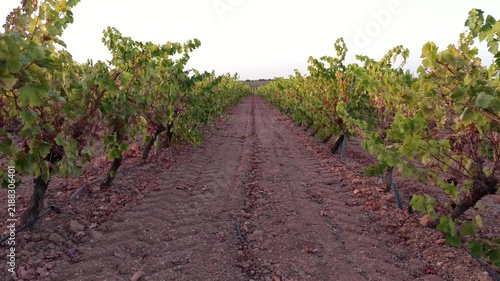 Drone flight through vineyard rows at sunset, agricultural landscape.