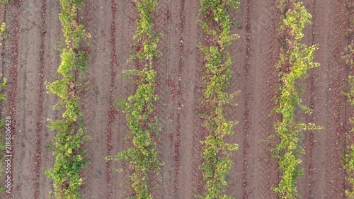 Ascending aerial drone shot, straight down view over vineyard rows, expanding sunset landscape.