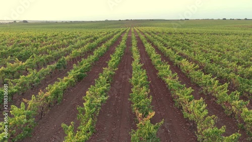 Dynamic Rightward Tracking Aerial Drone Shot, Trellis Vineyard Rows at Sunset.