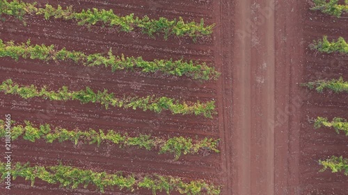 Viticulture geometry: top-down drone flyover along dirt path and horizontal vineyard rows at sunset.