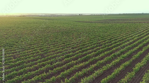 Static drone yaw left reveal sunset over vineyard lines.