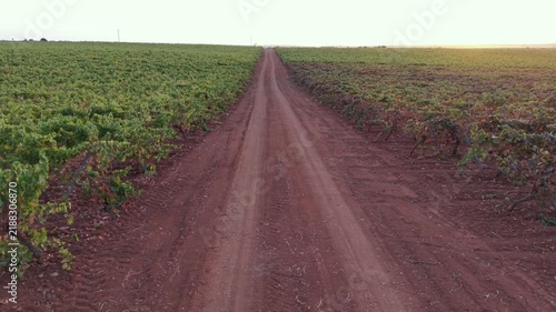 Agricultural pathway: low angle drone forward flight along dirt road dividing vineyard fields at sunset.