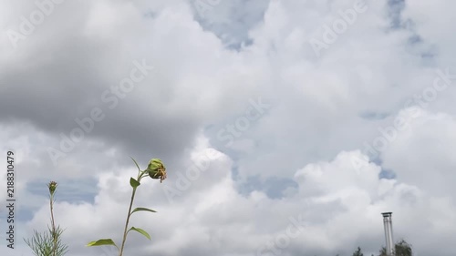 Sunflower bud against autumn sky at a park on a cloudy day