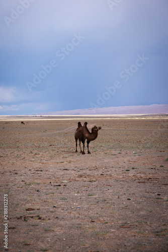Cammelli battriani nella steppa arida della Mongolia