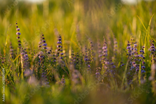 Wild mint medicinal plants blooming in golden sunset light