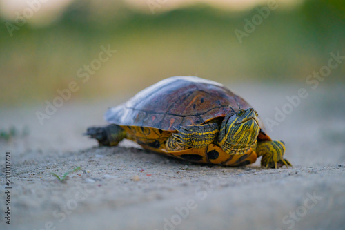 Pond slider turtle walking on ground outdoors