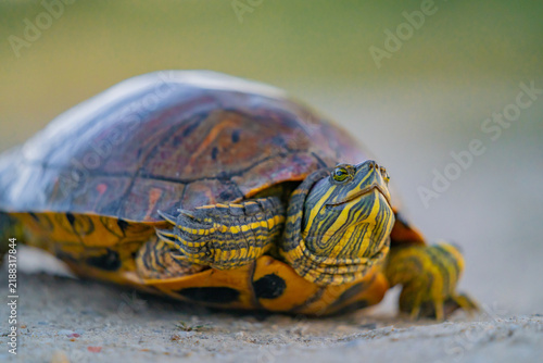 Pond slider turtle walking on ground outdoors