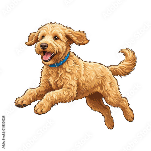 Happy curlyhaired goldendoodle dog wearing a blue collar isolated on transparent background