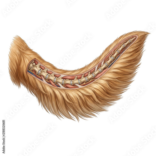 Anatomical illustration of a dog tail showing bones and muscles isolated on transparent background