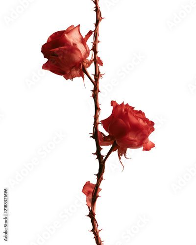 Close-up of red rose blossoms with thorny stem isolated on background detailed flower petals and sharp thorn elements