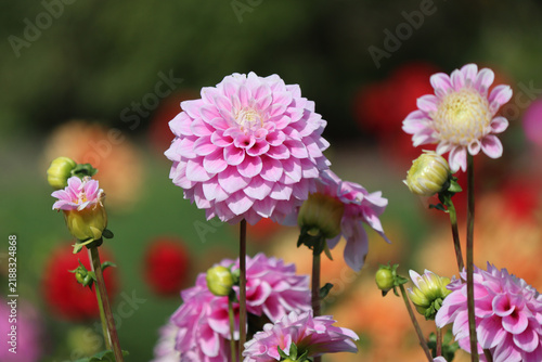 lush pink dahlia buds in the sunlight against the dark green, blurred background of an autumn garden. A beautiful flowers background with space for text. Close-up of a dahlia flower. season. Dahlias. 