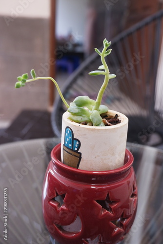 Cuadro en lienzo a succulent plant belonging to the stonecrop family (Crassulaceae), most likely