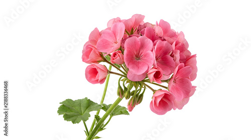 Pink geranium cluster with green stem and leaves