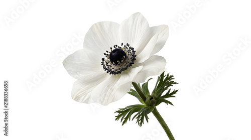 White Anemone Flower Close Up on Stem