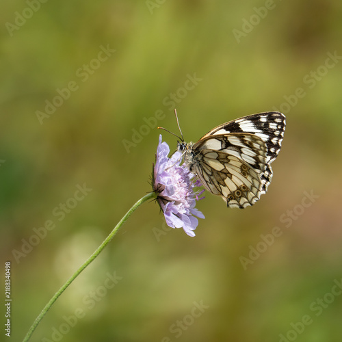 Photography A Marbled White Butterfly on Scabious