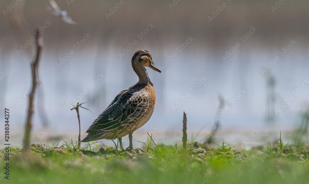 Obraz premium A Garganey (Spatula querquedula) resting on the shore of the wetland in the Tigris Valley, Diyarbakır. This bird is a species found across almost the entire globe, inhabiting the continents of Asia, E