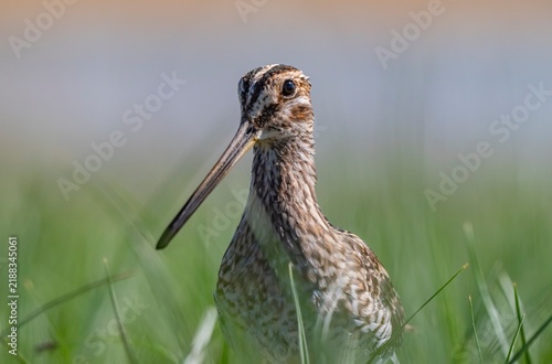 Foto A close-up view of a Common Snipe (Gallinago gallinago) resting and camouflaging among the green grass on the shore of the wetland in the Tigris Valley, Diyarbakir, Turkey