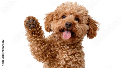 Fluffy brown poodle dog waving paw, isolated on transparent background