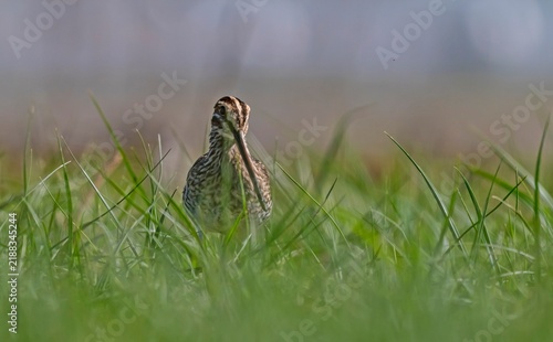 Obraz na plátne A close-up view of a Common Snipe (Gallinago gallinago) resting and camouflaging among the green grass on the shore of the wetland in the Tigris Valley, Diyarbakir, Turkey