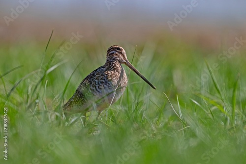 Konstfotografi A close-up view of a Common Snipe (Gallinago gallinago) resting and camouflaging among the green grass on the shore of the wetland in the Tigris Valley, Diyarbakir, Turkey