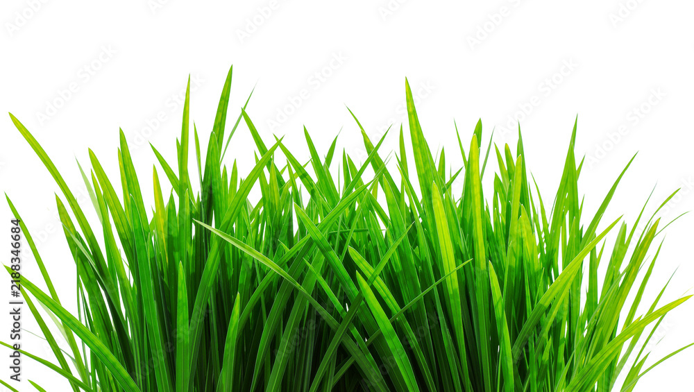 Fototapeta premium Lush green grass blades vibrant and fresh, isolated on transparent background