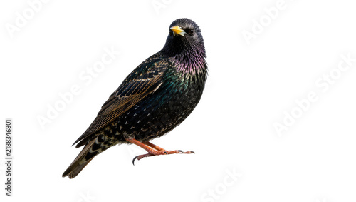 Foto Common starling bird with iridescent plumage, isolated on transparent background
