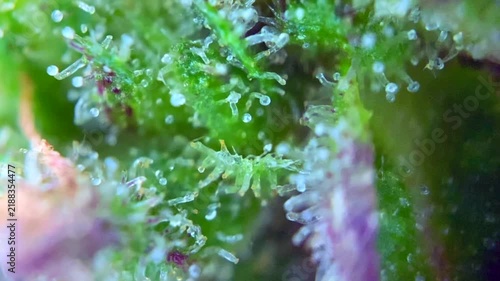 Lovely Cannabis plant trichomes producing resin at macro view. 