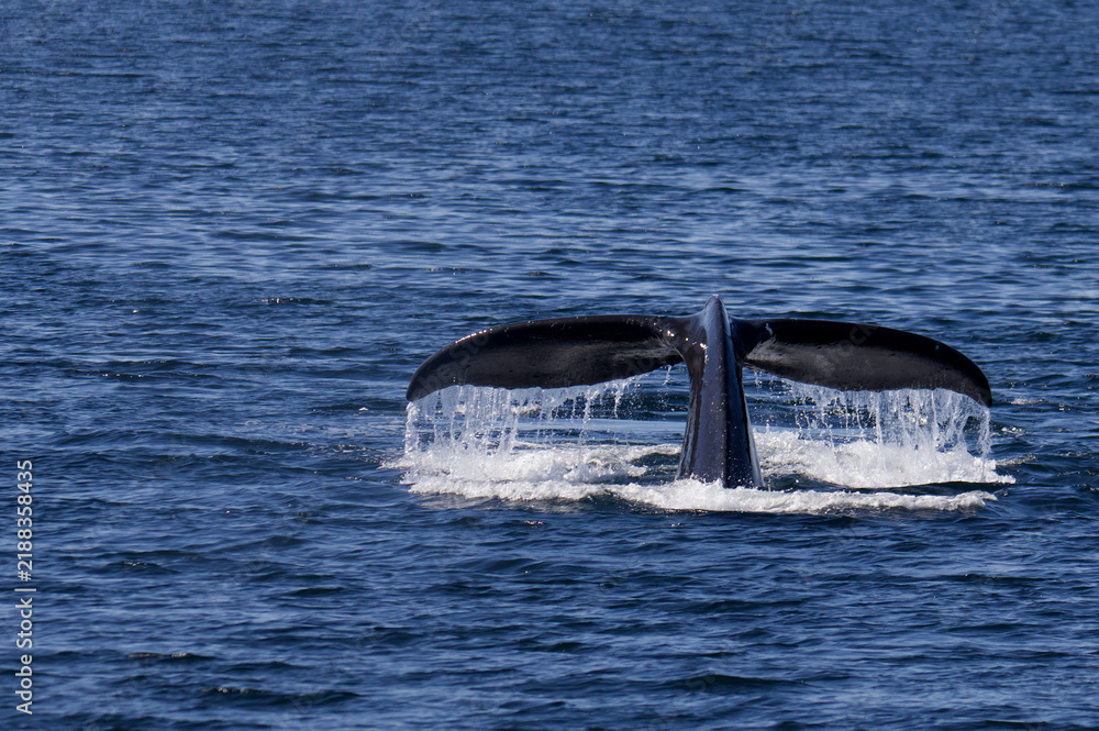 Obraz premium Humpback whale watching tour in Prince William Sound, Valdez, Alaska