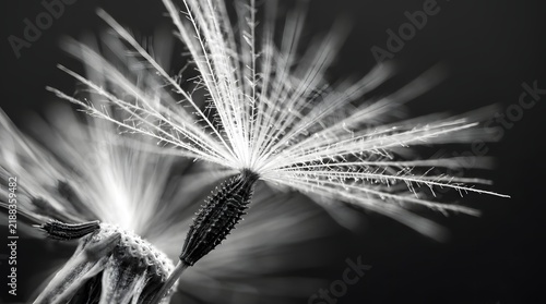 Macro Dandelion Seed Head in Black and White