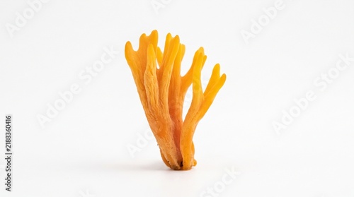 Vibrant orange coral fungus with branching fingers isolated on a clean white background