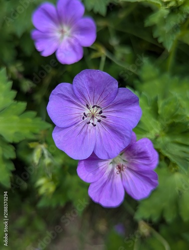 purple, blue, rozanne geranium