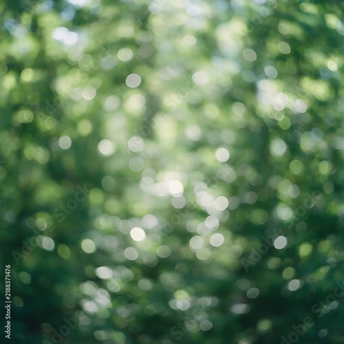 A soft abstract forest background; gentle morning light streaming through lush foliage, producing beautiful glowing highlights and natural bokeh effects.