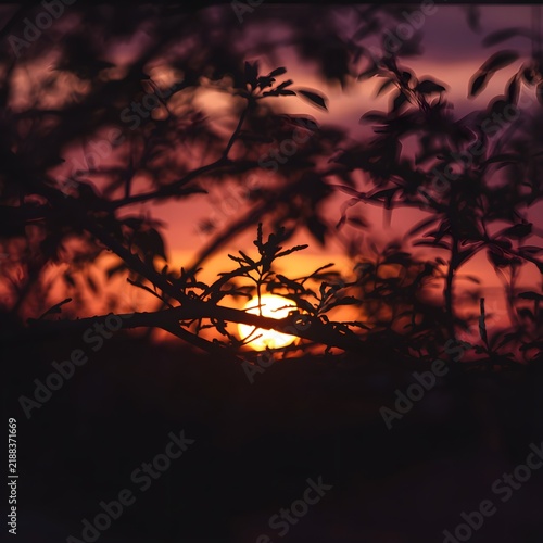 Silhouetted Tree Branches and Leaves Against a Dramatic Sunset Sky.