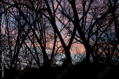 Foto Silhouette of branches of dense forest against the background of sky