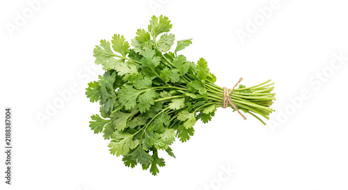 Konstfotografi Fresh bunch of cilantro tied with twine on a white background