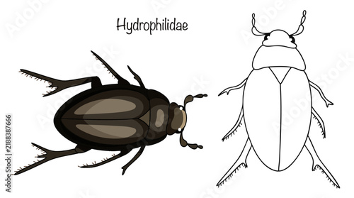 Obraz na plátne Hydrophilidae
