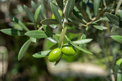緑色の実をつけたオリーブの木　Olea europaea